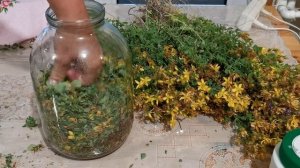 Масло Из Зверобоя. Ферментация.