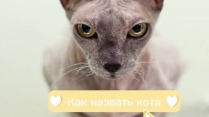 как назвать кота мальчика ??