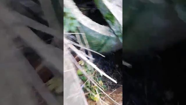 Найден источник загрязнения реки Скалба в Пушкинском городском округе смотреть онлайн