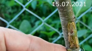 прививка черешни на вишню антипку