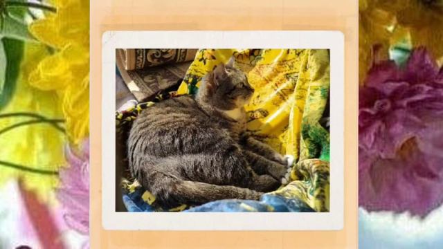 💖😻 СОНЯМОМЕНТЫ 😻💖 от Гугл Фото 💖 с капелькой Алисочки 😹💖 смотреть онлайн