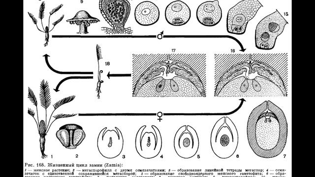 Саговниковые - 2 смотреть онлайн