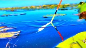 РЫБАЛКА на ПОПЛАВОК в КАРАСЕВОМ РАЮ!!! Или РАЙ для РЫБАКА с ПОПЛАВКОМ!!!!