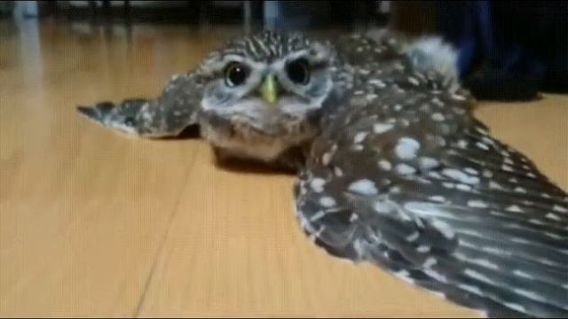OWL СОВУШКА СОВА смотреть онлайн