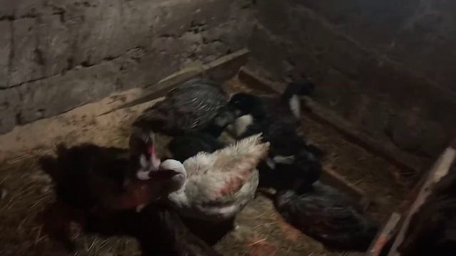 Новосёлы ! (( утки Фаворит ( инкубация закончилась !