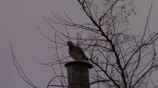 ДОРАДО НА ГРИЛЕ БЕЗ ЛИМОНА смотреть онлайн