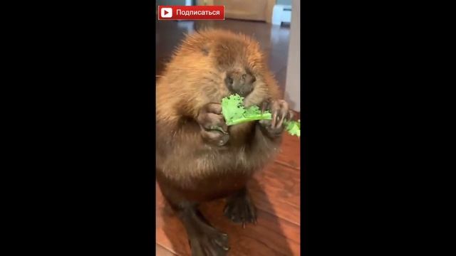 Бобёр ест вкусняшку смотреть онлайн
