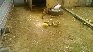 Как сформировать семью  индоуток.