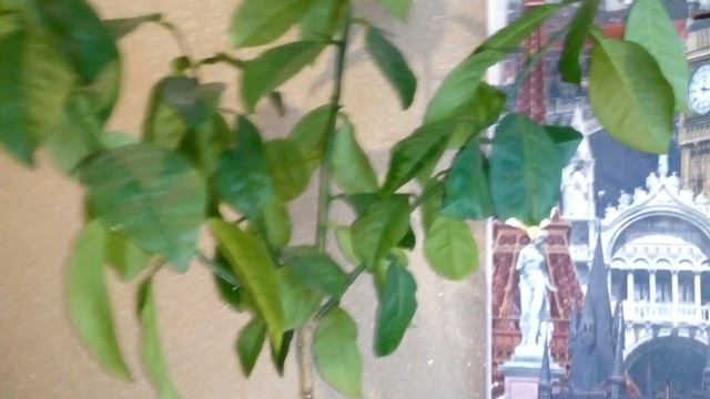 Что можно вырастить из косточки. смотреть онлайн