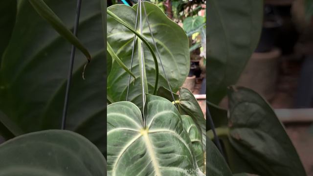 Anthurium Villenaorum