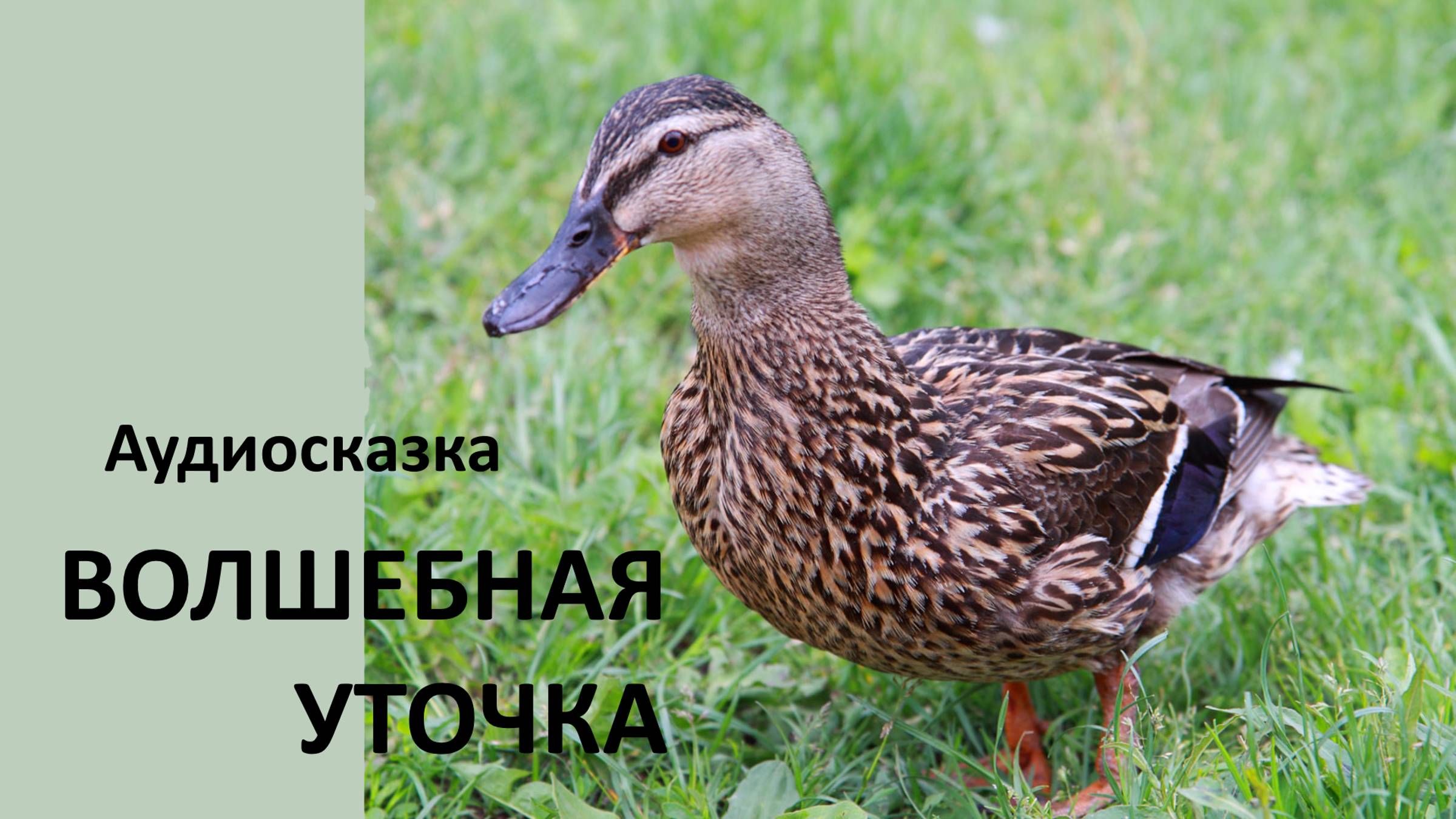 Сказка Волшебная уточка смотреть онлайн