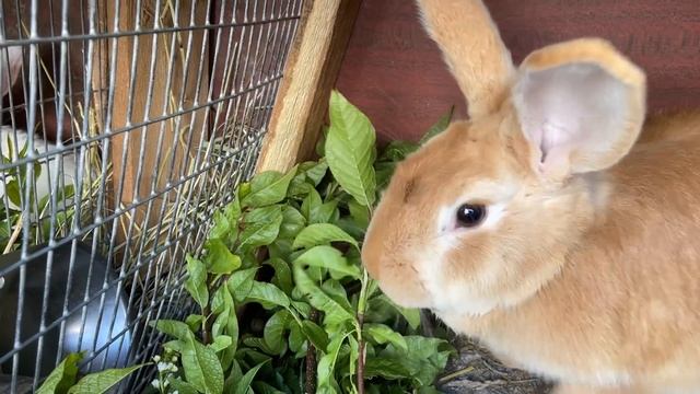 ВСЕ БАБЫ КАК БАБЫ, А МОЯ БОГИНЯ! ДОБЫВАЕМ ЧЕРНОЕ ЗОЛОТО! НАША ФЕРМА! ЖИЗНЬ ПРОСТЫХ ЛЮДЕЙ В ДЕРЕВНЕ! смотреть онлайн