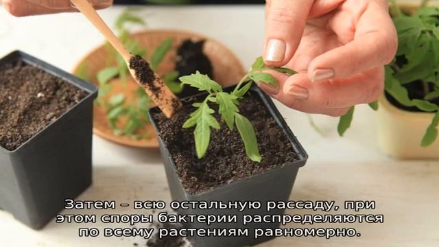 Фитоспорин для томатов смотреть онлайн