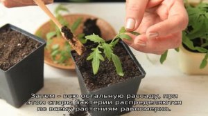 Фитоспорин для томатов