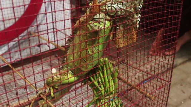 Bird market, Yogyakarta, Java, Indonesia, April 2016 | Twobirdsbreakingfree смотреть онлайн