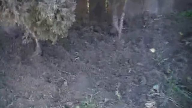Туи в прикопе.avi смотреть онлайн