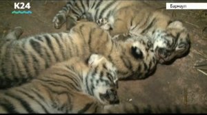 Львята, тигрята, оленята и лосята родились в барнаульском зоопарке