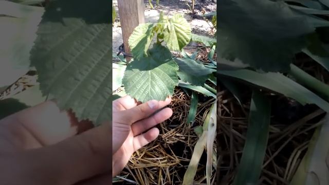 Фундук Трапезунд Крымский | отчёт на 1 июня.#АртемСад! LIFE смотреть онлайн