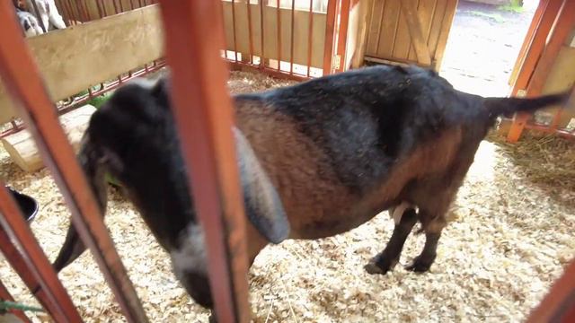 Городская ферма на ВДНХ смотреть онлайн