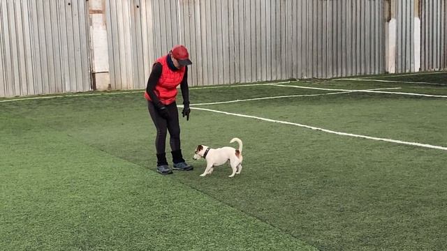 Как научить собаку командам Дрессировка собаки Танцы с собакой. Гувер. Элементы № 2. 20.03.2023 г. смотреть онлайн