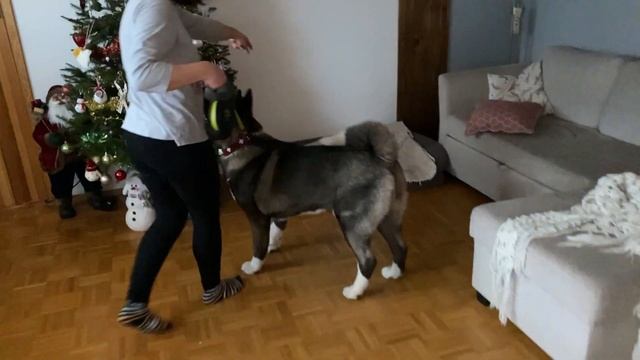 Дома появился кот! Продолжение. Как подружить кота Мейн-Кун и собаку Американская Акита. смотреть онлайн