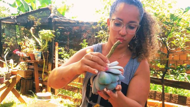 Arranjo com Echeveria Perle von nurnberg смотреть онлайн