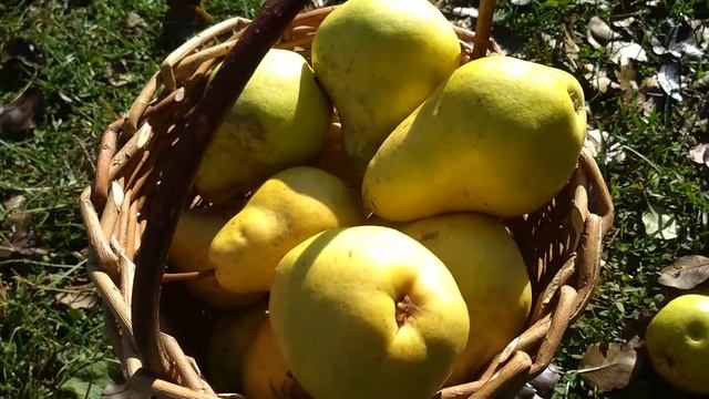 Самые вкусные груши смотреть онлайн