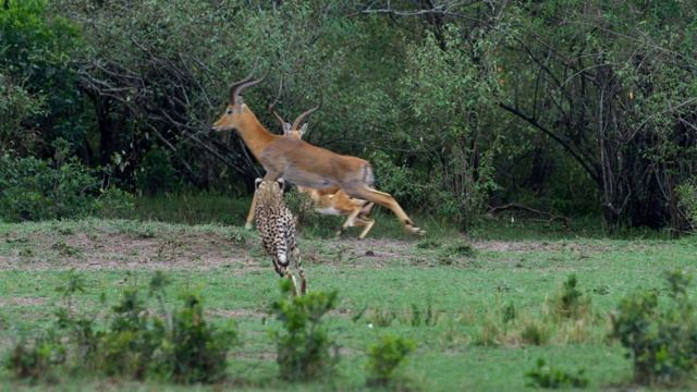 Дикая природа Тайная жизнь Гепардов _ The Secret Life Of Cheetahs 4K .mp4