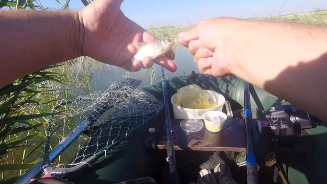 Ловля карася. Карась на сало с чесночком))) смотреть онлайн