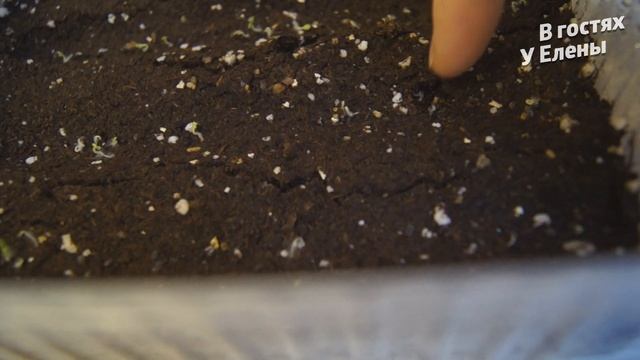 ВСХОДЫ ГЕЛИОТРОПА. НА 5 ДЕНЬ. КАК ТАК! смотреть онлайн