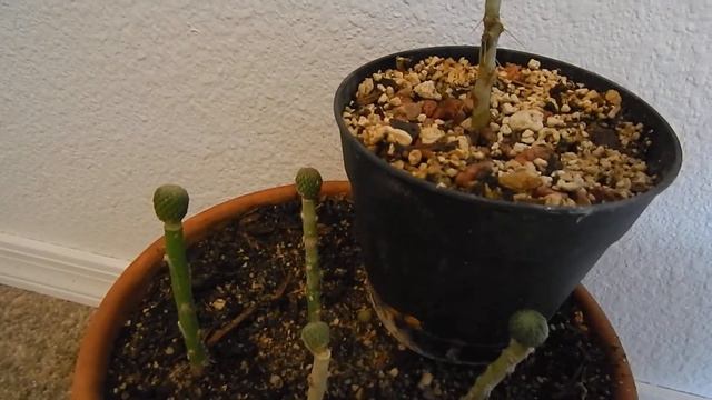 HATCHET CACTUS pelecyphora aselliformis GRAFTED ONTO PERESKIOPSIS MEXICO GRAFTING смотреть онлайн