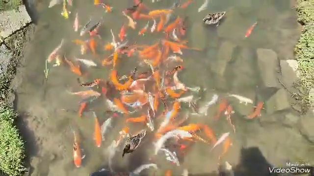 #карпкои Рыбки в пруду ДВФУ острова Русский смотреть онлайн
