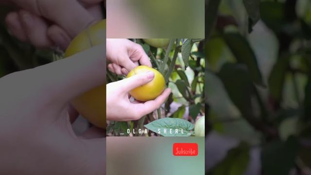 NO-DIG Tomato "Grub’s Mystery Green" (Зеленая Тайна Личинки) harvest review in your own garden? ASM смотреть онлайн