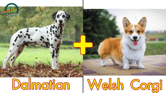 Хамгийн хөгжилтэй 10 эрлийзжүүлгийн үр дүн | Top 10 Funny dog mix breeds | 웃긴 개 품종 상위 10 개 смотреть онлайн