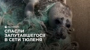 Спасли запутавшегося в сети тюленя