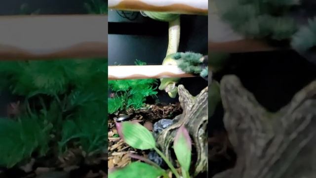 Green tree python slow motion strike смотреть онлайн