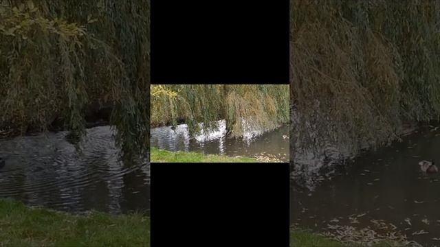 А осень на ухо шепнёт: 