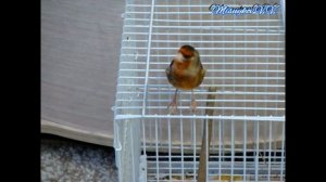 Пение гибрида щегла и канарейки