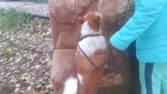 Исполняю Команды ( Вельш Корги Пемброк Джуля ) Говорящая Собака смотреть онлайн