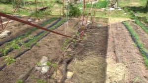 ВИНОГРАД:  ГЛАВНОЕ О ПОСАДКЕ, ЗАЩИТЕ И УКРЫТИИ