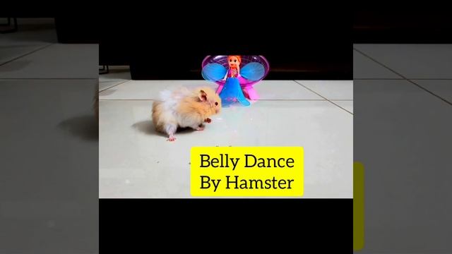 ?Music on||?BELLY DANCE by Hamster?||Funny Video|| смотреть онлайн