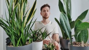 Мой уход за сансевиерией от А до Я