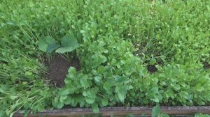 Посадка огурцов в сидераты в открытый грунт. Подходящие сидераты для высадки рассады огурцов