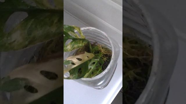 Adansonii variegata diary update