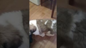 Московская сторожевая Честор