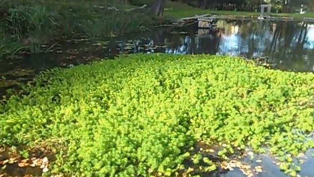 Жизнь в Германии. Каменц. Пруд "Bäckerteich". смотреть онлайн