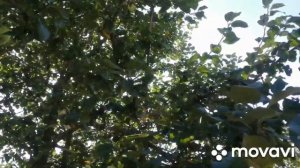 яблоня МЕДУНИЦА и Виноградное изобилие с одного куста..