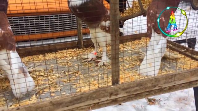 ВЫСТАВКА ДОМАШНИХ ЖИВОТНЫХ ВЛОГ смотреть онлайн