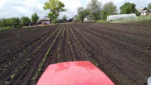 Прополка кукурузы мототрактором 10,05,2019г смотреть онлайн