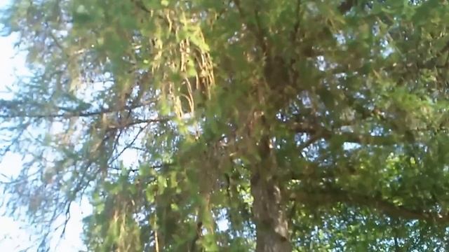 Прогулка в усадьбе Остафьево. смотреть онлайн